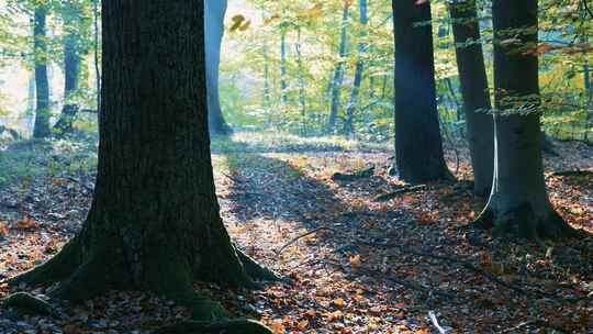 秋日清晨阳光透过树林照在落叶上