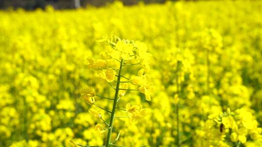 油菜花 蜜蜂采蜜