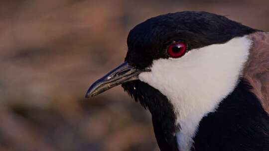 Spur Winged Lapwing，