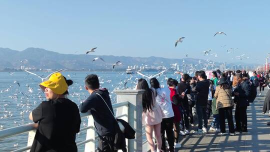 昆明海埂大坝喂海鸥的人群