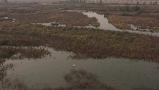 鸟 自然保护区 湿地保护区 北方 初冬 秋天