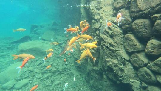 桐庐大奇山自然风景，水下鱼群