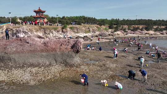 航拍红岛海边挖蛤蜊人群-青岛海边赶海