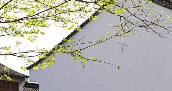 江南春天中式园林绿树庭院民居空镜