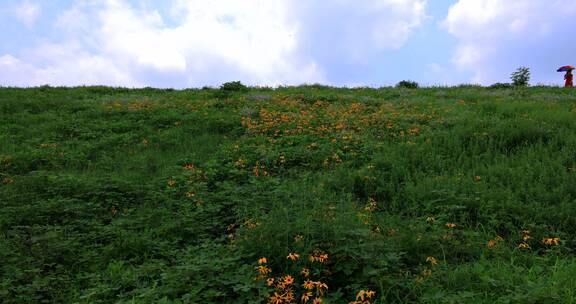 实拍8k夏日的田野