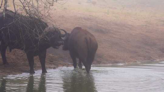 水牛，牧群，Safari，南非