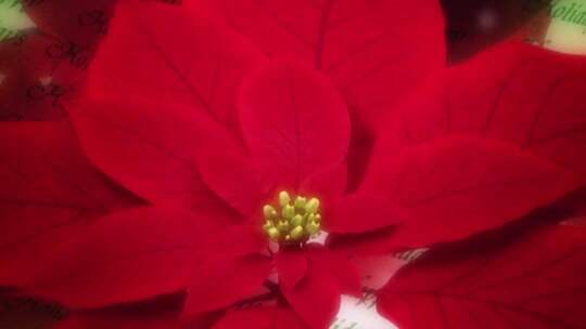 适用于圣诞节的LED背景视频