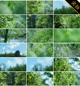 4K竹 竹子 竹叶滴水 阳光竹林雨后竹林高清在线视频素材下载