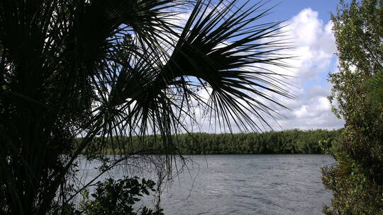 佛罗里达湖泊和棕榈森林视频素材模板下载