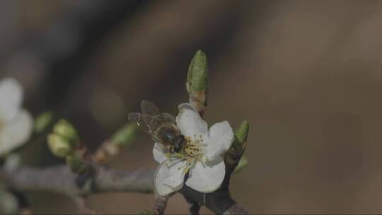 桃花上的小蜜蜂