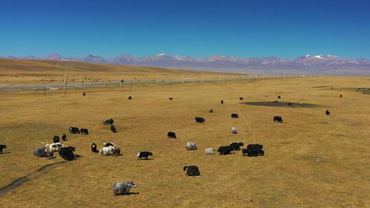 广袤的新疆巴音布鲁克草原牧场农场自然风光视频素材模板下载