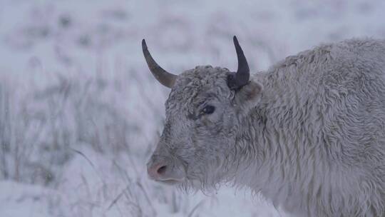 雪景天祝白牦牛转头