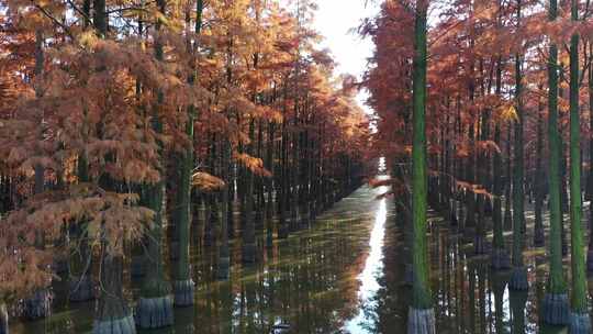 湖北涨渡湖秋天湿地树木地拍