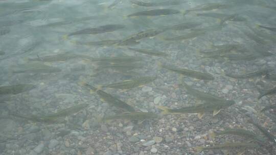 青海湖 湟鱼 旅行 密集 湖水 鱼 保护动物