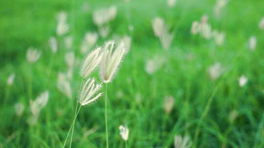 春天草地上的小草视频素材模板下载