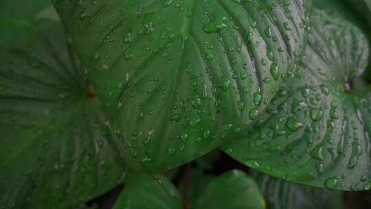 特写雨滴飞溅在绿色的热带树叶上