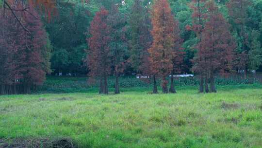 广州番禺大夫山森林公园湖畔落羽杉红叶视频素材模板下载