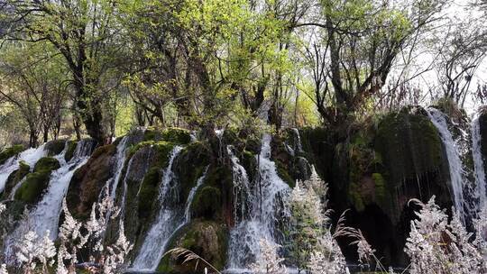 九寨沟箭竹海瀑布水中青苔流水岩石秋天水景