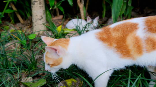 流浪猫 野猫视频素材模板下载