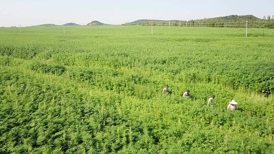 东北航拍亚麻种植农业工业汉麻大麻