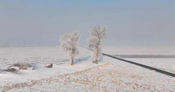 白雪覆盖田野中树木的独特景象