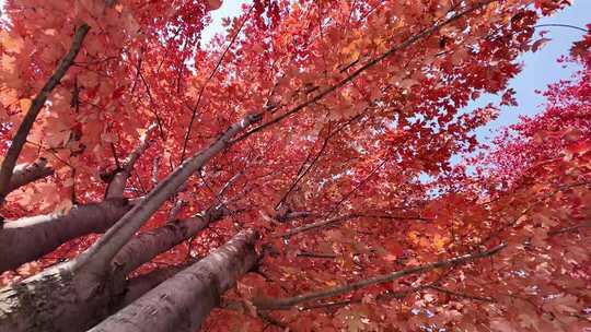仰视红枫树秋季景观