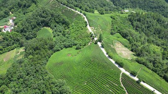 航拍高山茶叶种植基地