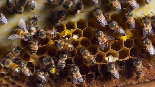 蜜蜂聚集蜂巢特写画面