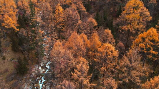 高角度航拍川西四姑娘山秋天森林溪流美景