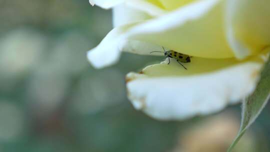 风中摇曳的白色小花和昆虫微距特写镜头