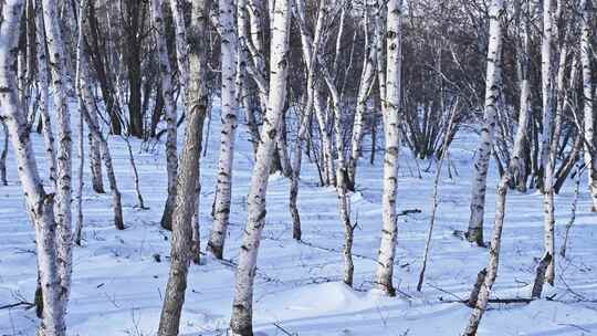 冬季森林白桦林雪景