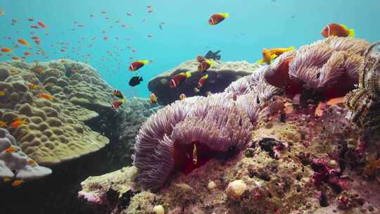 海底世界潜水旅游三亚海南小丑鱼