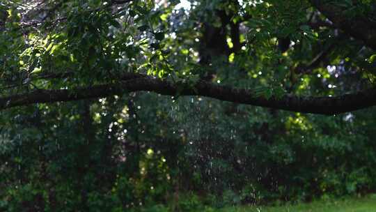 雨天森林树林阳光穿透树叶树林飞鸟河流日出