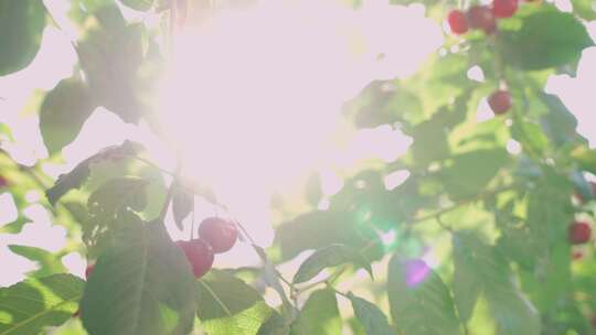 挂在树枝上的红樱桃