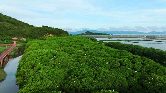 江门红树林 海边红树林 候鸟 栖息地航拍