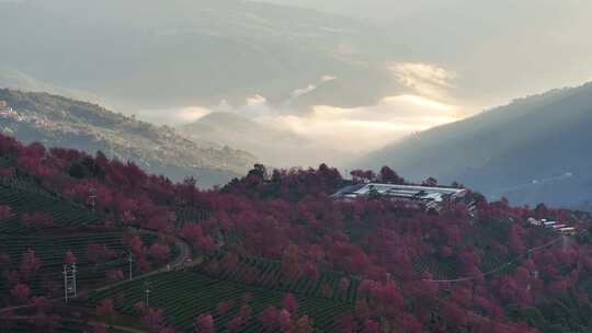 冬日大理无量山樱花谷日出云海茶园