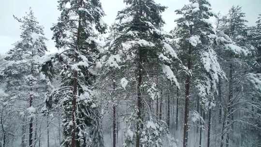 下雪升格雪景松树林落雪