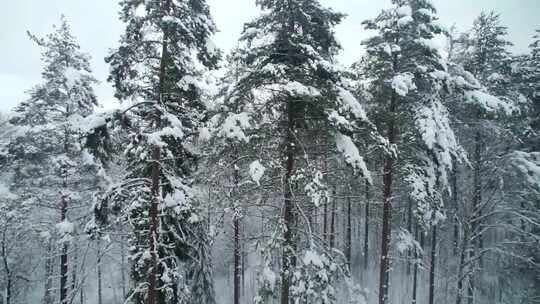下雪升格雪景松树林落雪视频素材模板下载