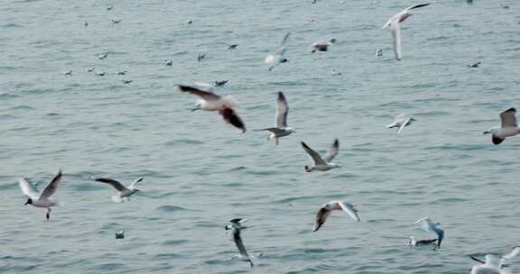 大海海面飞翔的海鸥