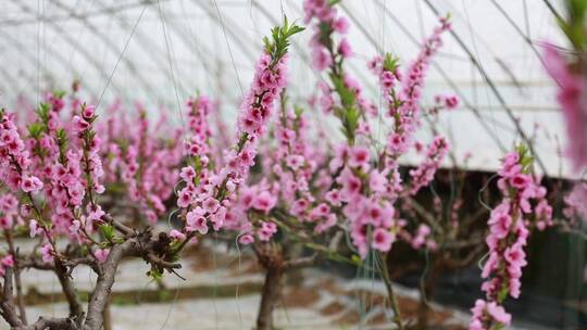 实拍桃花开 农业大棚桃花