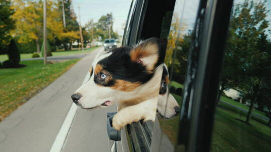 车窗里的快乐的小狗