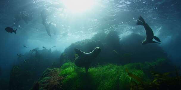 海狮，海草，海，游泳