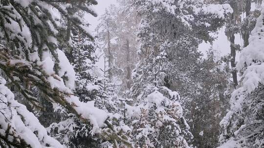 大山深处的大雪，树上盖满了厚雪