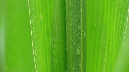 露珠树叶植物下雨滴水珠叶子露水谷雨惊蛰