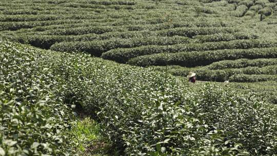 杭州茶园茶树茶叶特写视频素材模板下载