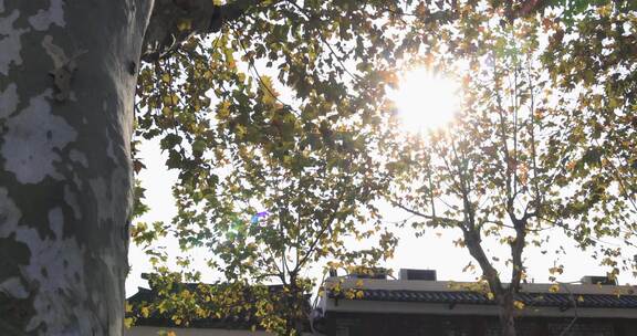 秋天阳光穿透树叶梧桐叶唯美光影