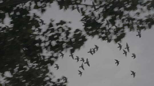 鸽子 鸽子飞翔在空中