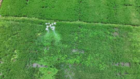 无人机喷洒灌溉科技兴农