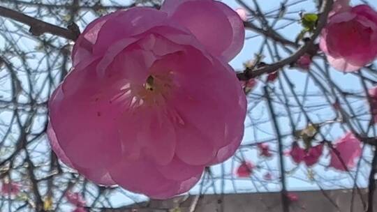 开花鲜艳花朵花蕊花瓣