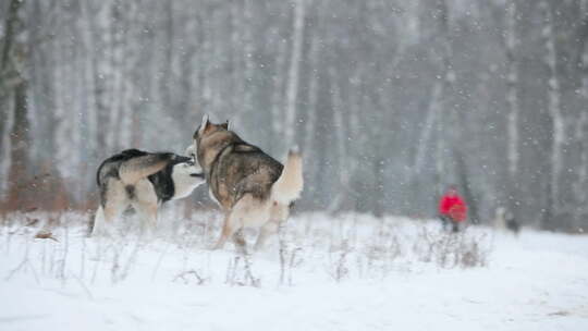 冬天，西伯利亚哈士奇狗在雪地里跑视频素材模板下载